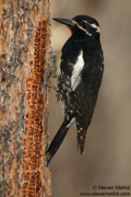BIRDS OF THE WESTERN US